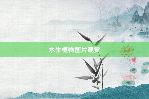 水生植物图片观赏